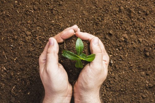 Plante a sua Árvore de Humanidade