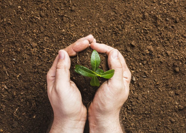 Plante a sua Árvore de Humanidade