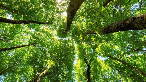 Resolução sobre controle externo de política climática é aprovada às vésperas do V CATC