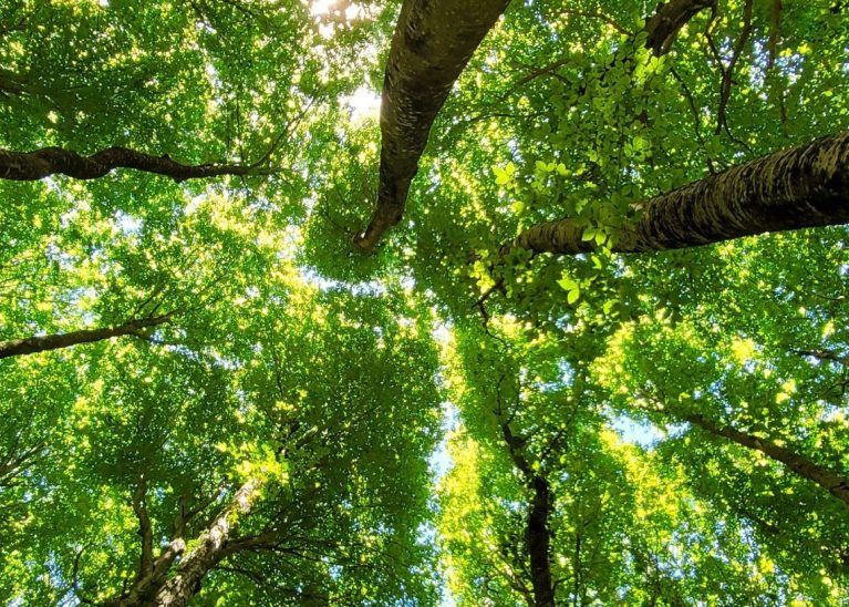 Resolução sobre controle externo de política climática é aprovada às vésperas do V CATC